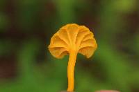 Cantharellus minor image