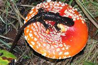 Amanita muscaria subsp. flavivolvata image