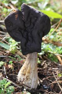 Helvella lacunosa image