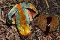 Boletus subvelutipes image