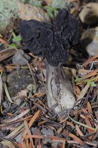 Helvella lacunosa image