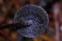 Psilocybe neoxalapensis image