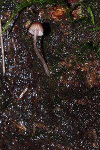 Mycena singeri image