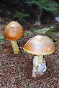 Amanita yema image