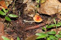 Leucoagaricus rubrotinctus image