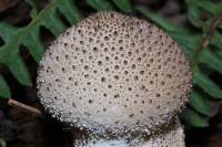 Lycoperdon perlatum image