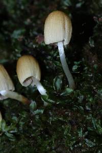 Coprinellus micaceus image