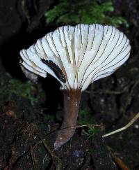 Lactarius lignyotus image