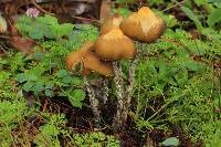 Psilocybe zapotecorum image