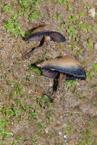 Psilocybe muliercula image