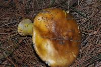 Amanita flavoconia image