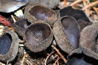 Helvella macropus image