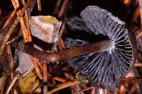 Psilocybe fagicola image