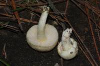 Hygrophorus chrysodon image