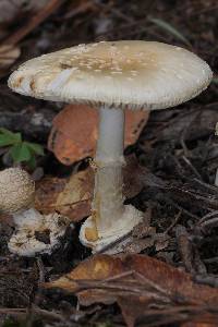 Amanita pantherina image