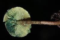 Lepiota trichroma image