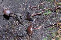 Psilocybe neoxalapensis image
