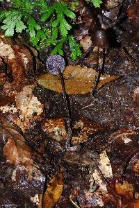 Psilocybe neoxalapensis image