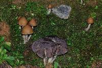 Psilocybe zapotecorum image