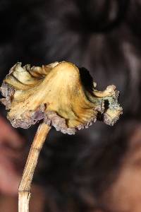 Psilocybe semilanceata image