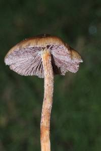 Psilocybe semilanceata image