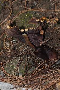 Psilocybe muliercula image