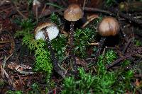 Tephrocybe boudieri image