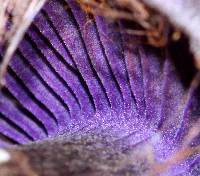 Cortinarius violaceus image