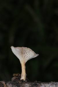 Lentinus strigellus image