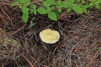 Amanita xylinivolva image