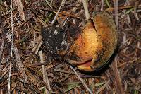 Boletus subvelutipes image