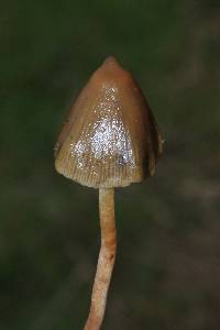 Psilocybe semilanceata image