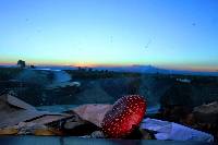 Amanita muscaria image