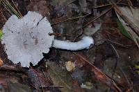 Amanita farinosa image