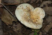 Lactarius piperatus image