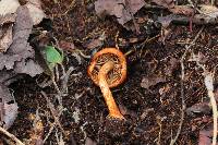 Cortinarius bolaris image