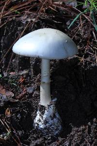 Amanita bisporigera image