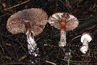 Agaricus subrutilescens image