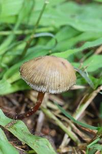 Psilocybe mexicana image