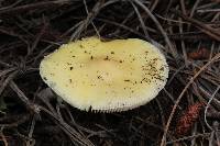 Amanita xylinivolva image