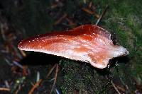 Fistulina hepatica image