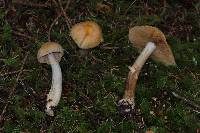 Cortinarius caperatus image