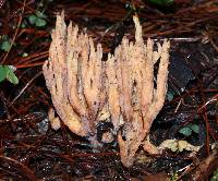 Ramaria stricta image