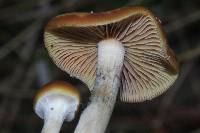 Psilocybe cyanescens image