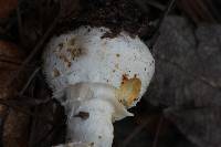 Amanita pantherina image