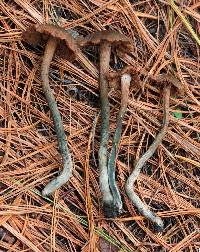 Inocybe calamistrata image