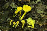 Hygrocybe chlorophana image