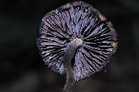 Psilocybe heimii image