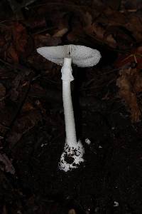 Amanita bisporigera image