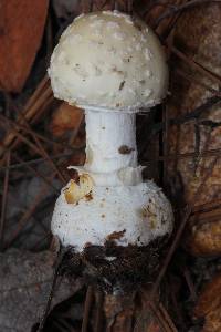 Amanita pantherina image